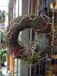 air-plant2.JPG