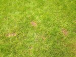 burnt-lawn-patches.jpg