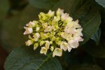 flower01.jpg