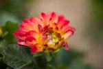flower02.jpg