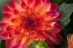 flower03.jpg