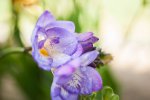 flower04.jpg