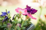 flower05.jpg