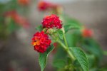 flower06.jpg