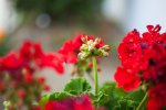 flower07.jpg