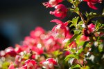 flower08.jpg