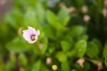 flower09.jpg