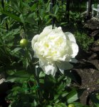 Peonies 016.JPG