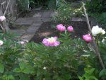 noid peonies 002.JPG