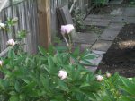 noid peonies 003.JPG