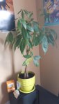 Don't have a very green thumb, help me identify what is wrong with my money tree - Imgur.jpg