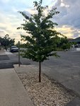 trees 4.jpg trees 4.jpg