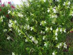 Salvia greggii - White 1.JPG