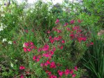Salvia greggii - Red 1.JPG