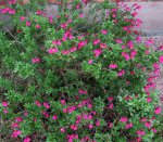 Salvia greggii - Pink 1.jpg
