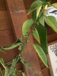 plants - 3 (1).jpg