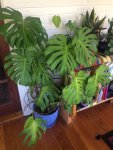 plants - 3.jpg