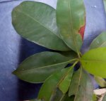 33SAPOTA33 (2).jpg 33SAPOTA33 (2).jpg