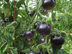 Black-Indigo-Tomatoes.JPG