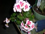 flower.JPG flower.JPG