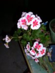 flower2.JPG flower2.JPG