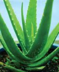 aloe vera plant.jpg