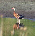 Black-bellied Whistling Duck 1.jpg