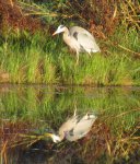 Blue Heron Reflection 3.jpg