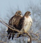 Coopers Hawk 8.jpg