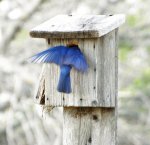 Eastern Bluebird 2.jpg