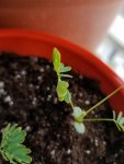 sensitive plant 3.jpg sensitive plant 3.jpg
