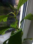 IMG_2046.JPG IMG_2046.JPG