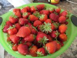 Strawberries picked 4.10.18.jpg