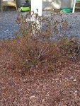 Shrub2.jpg