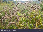 giant-foxtail-setaria-faberi-on-a-farm-in-virginia-the-grass-is-an-CBF31P.jpg