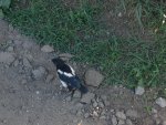 magpie.jpg