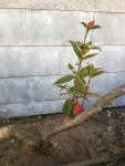 princess_flower_02.JPG princess_flower_02.JPG