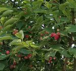 berries.jpg
