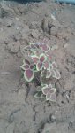Plant 4.jpg