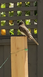bird.png