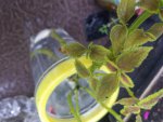 coleus.jpg coleus.jpg