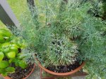 dill.jpg dill.jpg