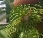 flora.jpg