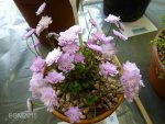 Hepatica japonica Orhime.jpg