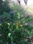 IMG_2100.jpeg IMG_2100.jpeg