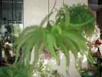 hang3 asparagus fern.jpg