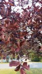 20180808_081118.jpg