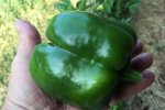 Pepper half pounder ll - 8-12-18.JPG