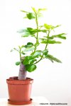 fig-truncheon-18-11.jpg fig-truncheon-18-11.jpg