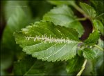 leaf miner.jpg